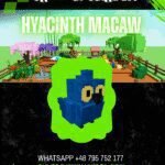 Hyacinth Macaw