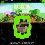 Raccoon
